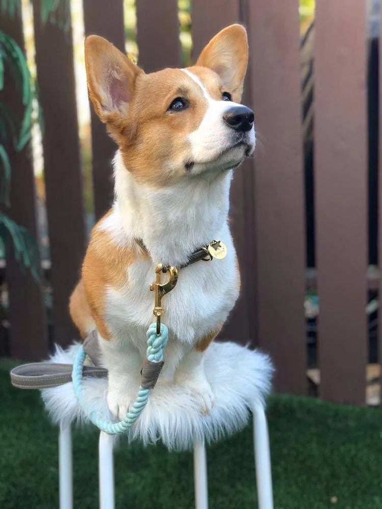 PoisePup - LEASH - DESERT MINT