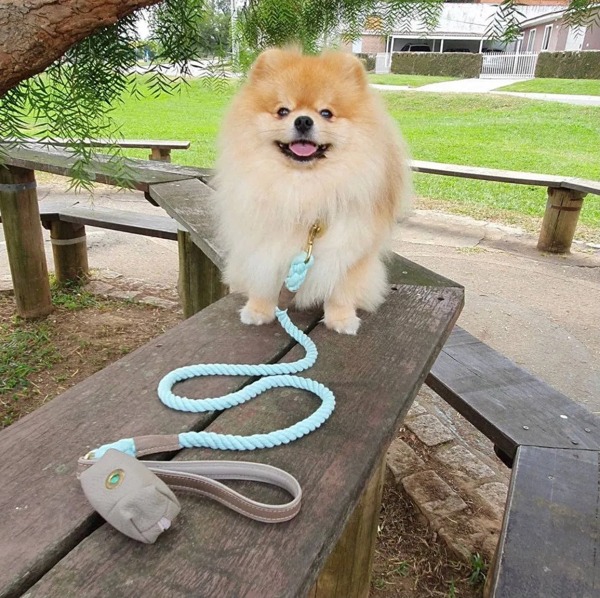 PoisePup - LEASH - DESERT MINT