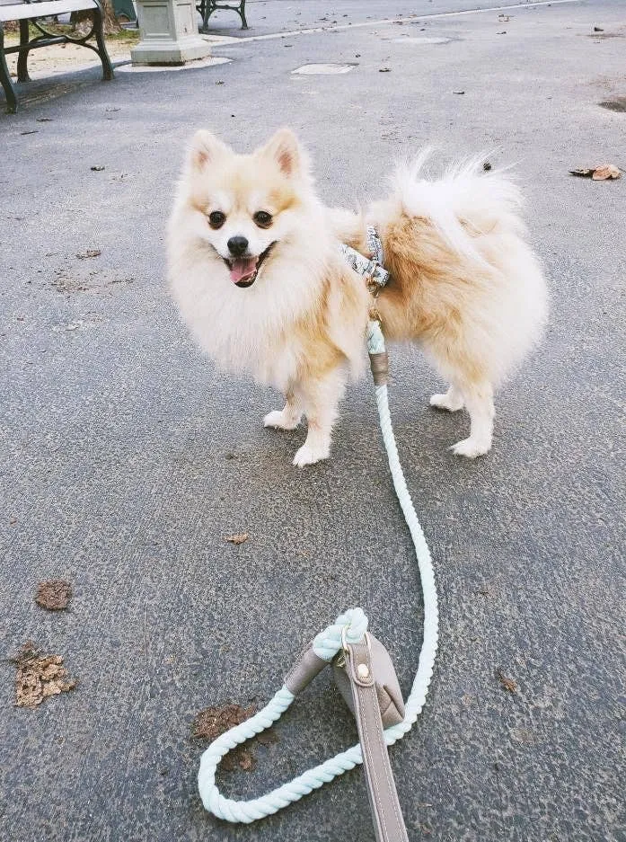 PoisePup - LEASH - DESERT MINT