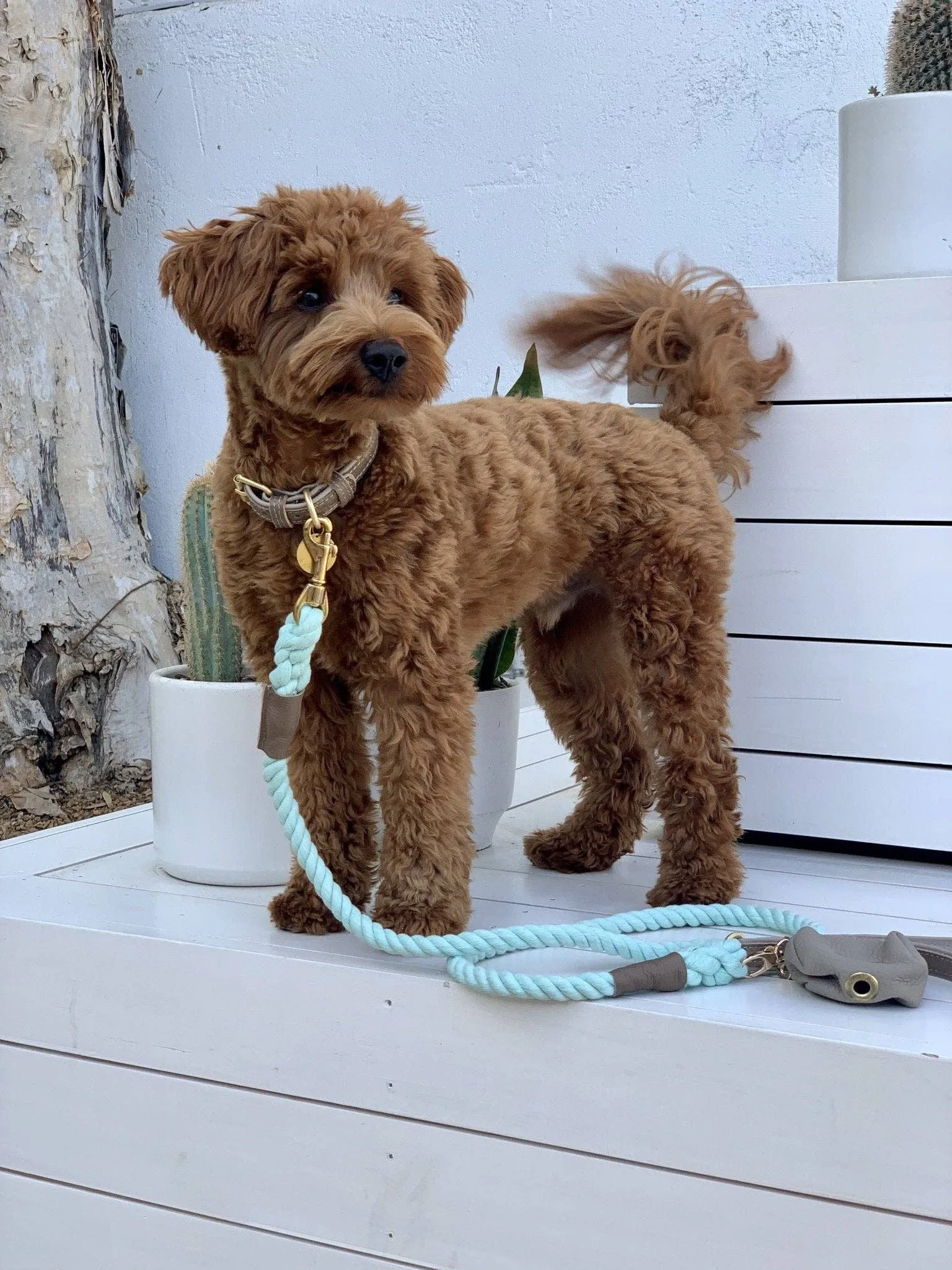 PoisePup - LEASH - DESERT MINT