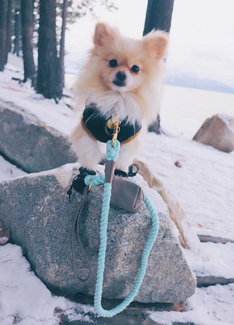 PoisePup - LEASH - DESERT MINT