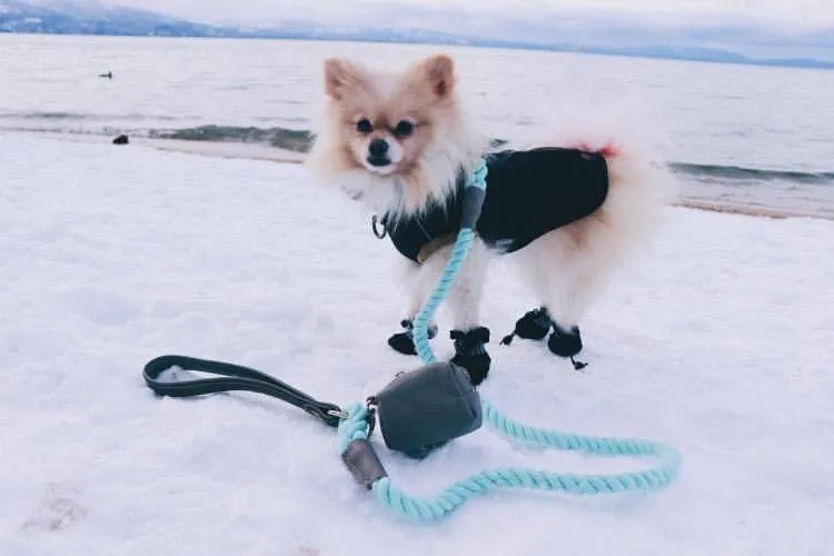 PoisePup - LEASH - DESERT MINT